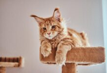 Au secours ! Mon chat fait ses griffes partout