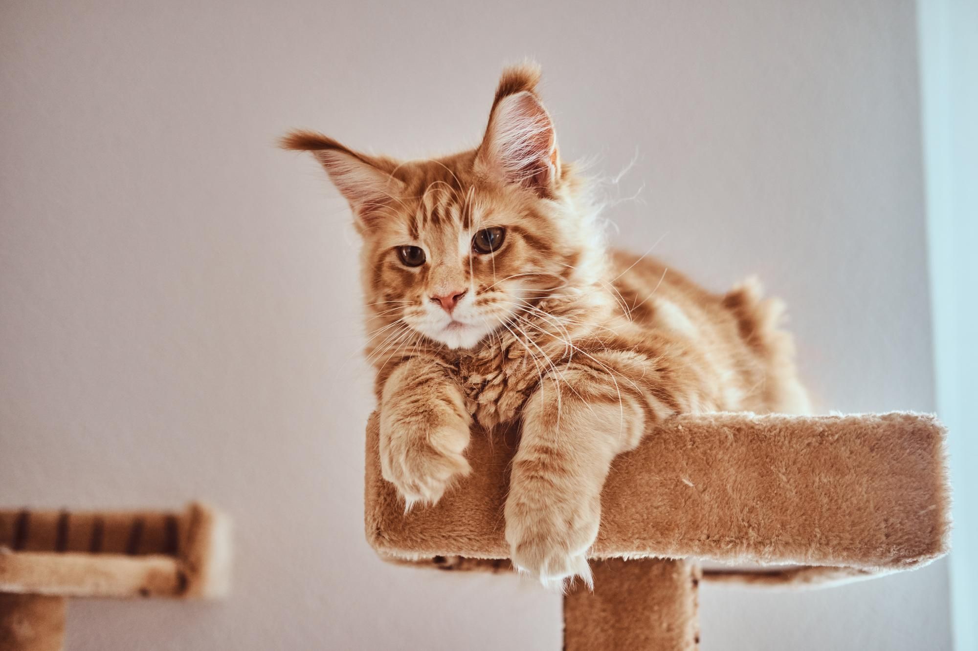Au secours ! Mon chat fait ses griffes partout