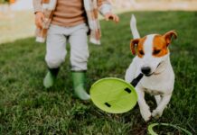 Le frisbee parfait pour votre chien : un guide pour le plaisir partagé Frisbee-chien